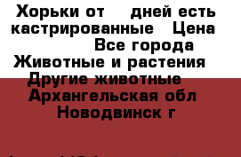   Хорьки от 35 дней есть кастрированные › Цена ­ 2 000 - Все города Животные и растения » Другие животные   . Архангельская обл.,Новодвинск г.